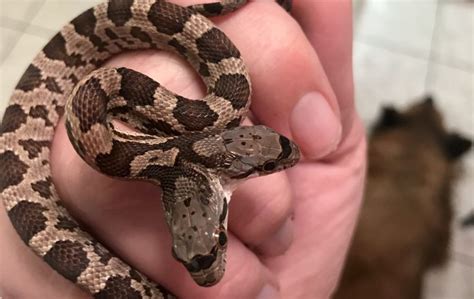 Extraordinary videos show a rare two-headed SNAKE discovered in a back yard - SWNS