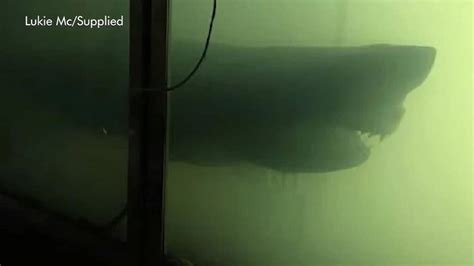 'Mysterious' ghost shark found in abandoned wildlife park in Australia ...