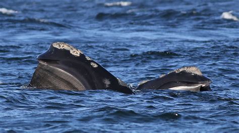 Baleen Whales | Stellwagen Bank National Marine Sanctuary