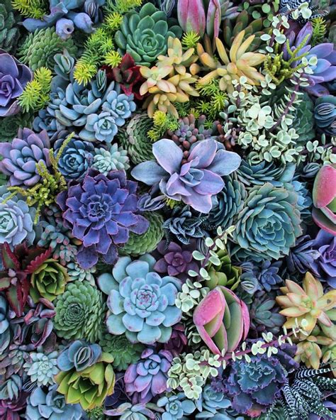 renamonkalou | Succulents wallpaper, Succulent landscaping, Succulents