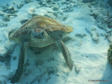 Snorkeling at Lady Elliot Island, Great Barrier Reef | A Complete Guide