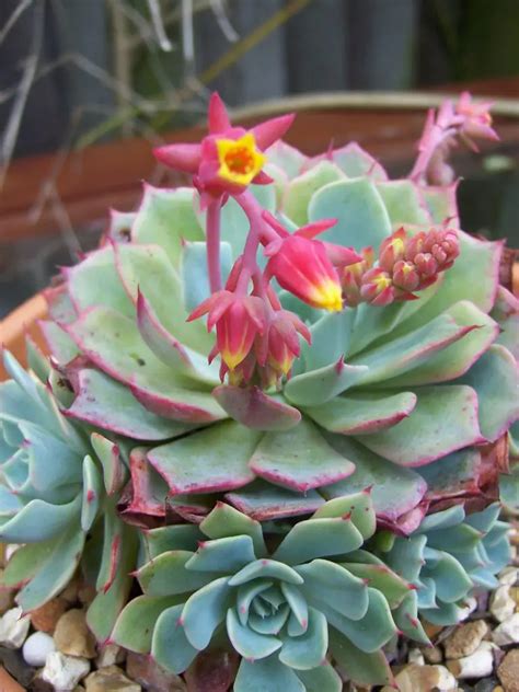 Echeveria (Hen and Chicks) – A to Z Flowers