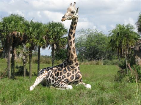 Kilimanjaro Safaris At Disney's Animal Kingdom | Disney World Blog ...