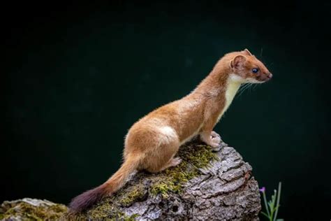 Weasel Behavior - Worldwide Nature