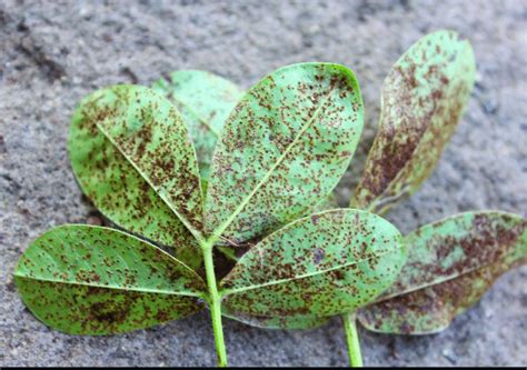 Groundnut Rust disease | Download Scientific Diagram