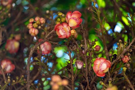 Shorea robusta flowers stock image. Image of blossom - 168875199