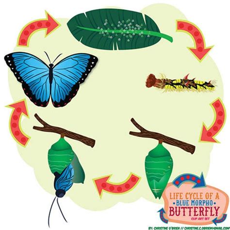 Life Cycle of a Blue Morpho Butterfly Clip Art Set