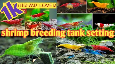 Shrimp breeding tank setting in malayalam || Ornamental shrimp farming ...