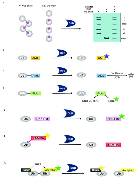 Schematic overview of in vitro deubiquitination assays. (a) Ubiquitin... | Download Scientific ...