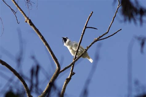 White Bellbird - eBird in 2022 | Bird species, Species, White man