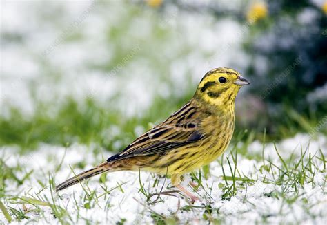 Male yellowhammer - Stock Image - Z892/0653 - Science Photo Library