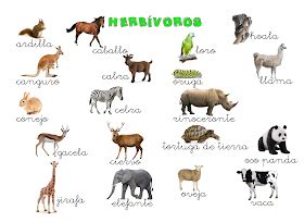 Animales omnívoros – Artofit