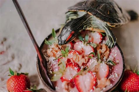 What Do Red-Eared Slider Turtles Eat? | ExoPetGuides