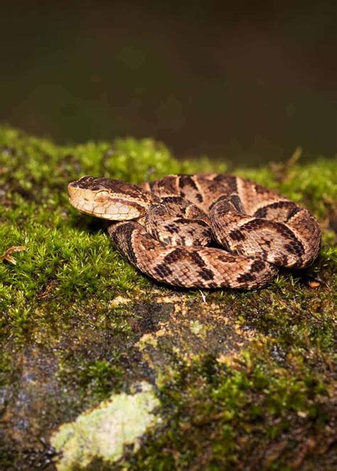 40 Bothrops Asper Facts: Guide to Fer de Lance (Terciopelo Viper ...