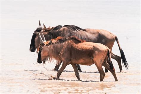 African Wildlife Photography for sale as fine art prints.