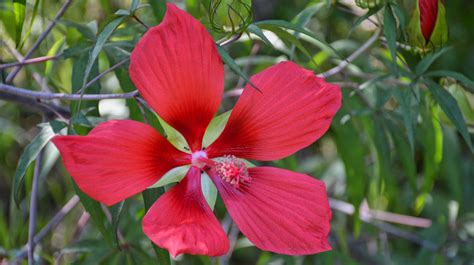 Wildflowers in Florida | Florida Hikes