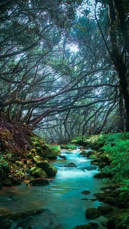 The Laurisilva of Madeira, within the Parque Natural da Madeira (Madeira Natural Park, Portugal ...