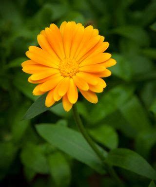 Calendula varieties: 16 pot marigolds for your garden | Gardeningetc