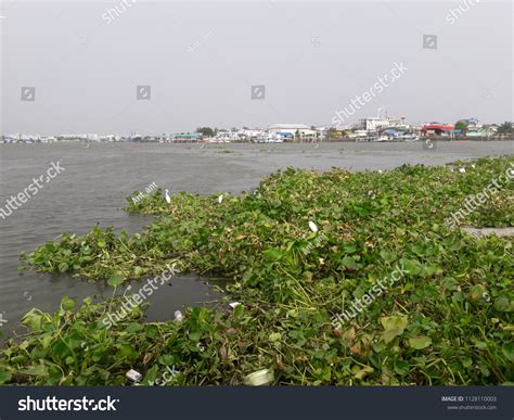 Water Pollution Swamp River There Birds Stock Photo 1128110003 ...