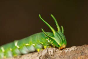 Dragon Headed Caterpillar Facts - Fact Animal