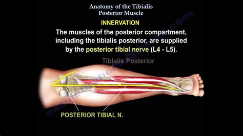 Tibialis Posterior Origin And Insertion