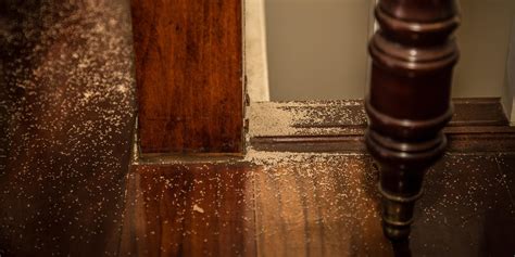 Termite Infestation Solutions: How to Get Rid of Termites in Your House