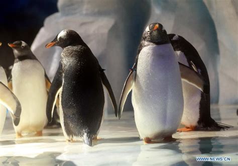 Rare polar animals attract visitors to Ocean Park Hong Kong - China.org.cn