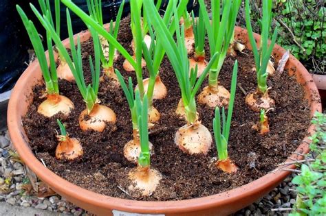 Grow Your Own Cooking Onions | Garden Culture Magazine