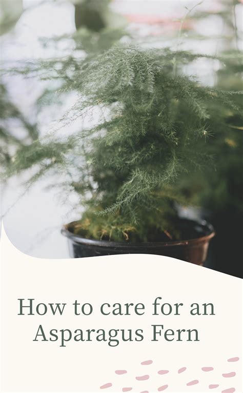 Asparagus Fern Care, Indoor Plant Care Guide, Ferns Care, House Plant Care, Potting Soil ...