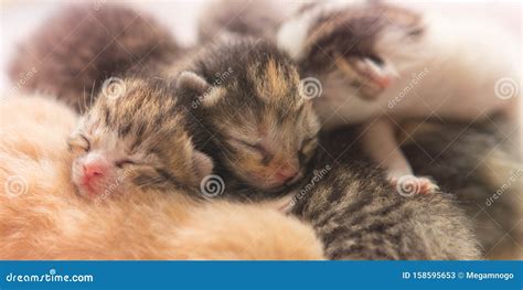 Cute Newborn Kittens are Sleeping, Small Baby Animals Sleep Stock Image ...