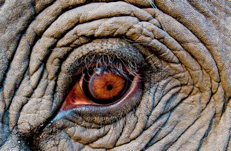 Elephant Eye, Bandhavgarh National by Mint Images/ Art Wolfe