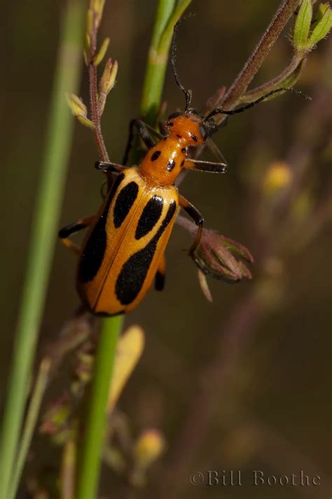 Blister Beetle | Beetles | Nature In Focus