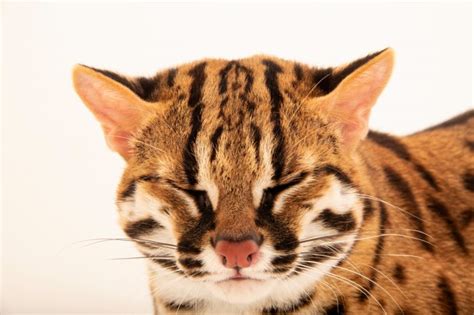 Visayan Leopard Cat (Prionailurus bengalensis rabori) - Joel Sartore