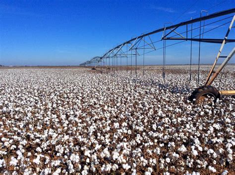 The Truth About Cotton Environmental Impact | Panaprium