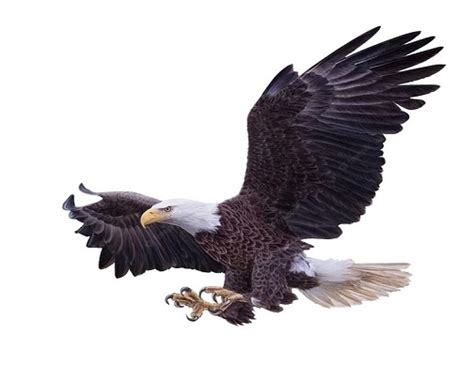 Daily Joke: An Eagle Swoops Down From The Sky And Eats A Mouse | Daily Jokes