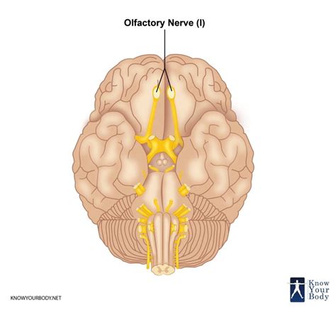 Olfactory Nerve - Function, Location, Related Conditions and FAQs