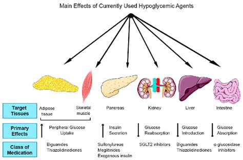 Target tissues and mechanism of action of current anti-diabetic drugs ...