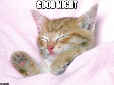 good night kitten - Imgflip