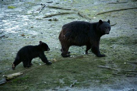 Visit Ketchikan Alaska Wildlife photos from Ketchikan