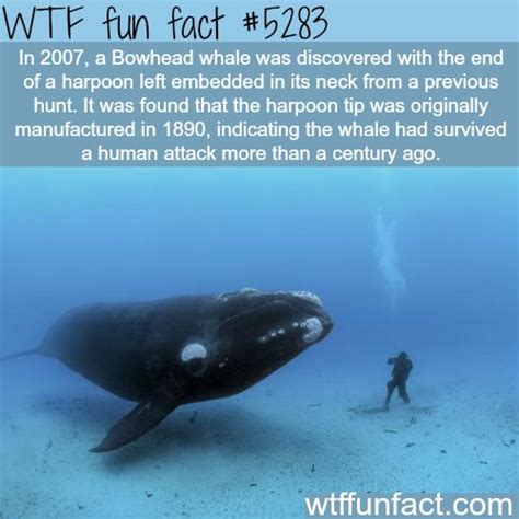 bowhead whale had a harpoon embedded on its neck | Fun facts, Animal facts, Wtf fun facts