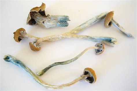 Hallucinogen in 'magic mushrooms' helps longtime smokers quit in Hopkins trial | Hub