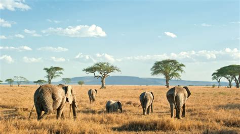 Serengeti Safaris | Serengeti National Park Safaris | Tanzania Odyssey