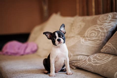 How to Prepare for a Boston Terrier Puppy | Dog Ownership | Wag!