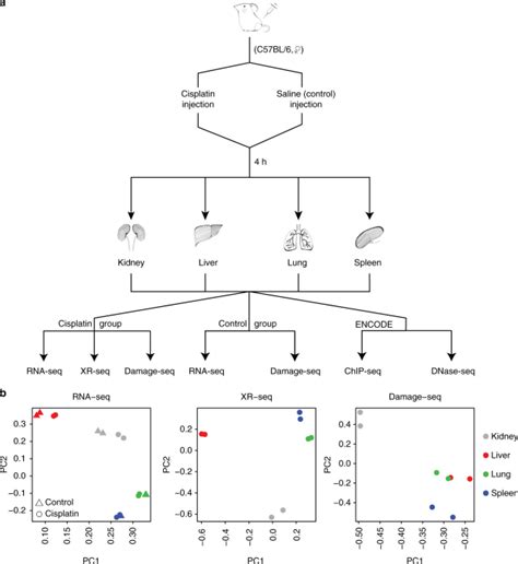 Differential damage and repair of DNA-adducts induced by anti-cancer ...