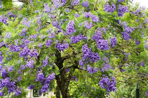 Growing and Caring for Jacaranda Bonsai Blue at Home