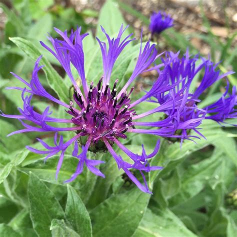 centaurea-montana-mountain-bluet – O'Donal's Nursery