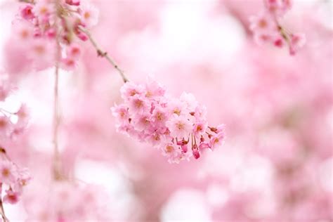 Pink Cherry Blossom Wallpaper - WallpaperSafari