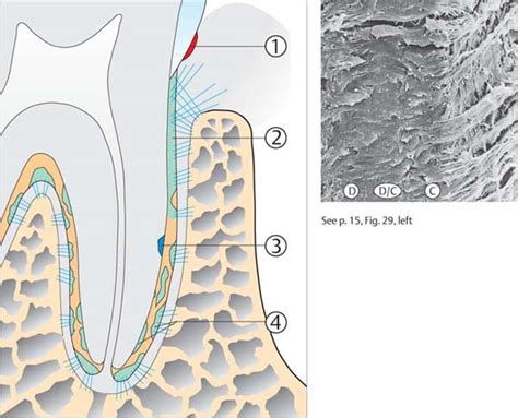 Fundamentals | Pocket Dentistry