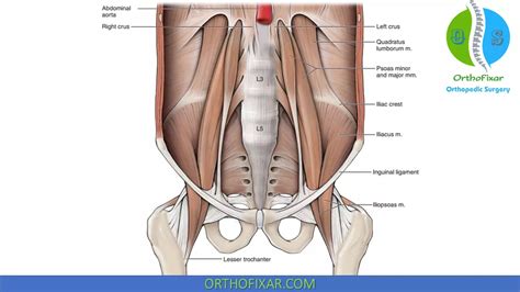 Hip Flexor Muscles Diagram