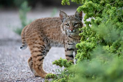 #859968 Lynx, Cubs, Glance - Rare Gallery HD Wallpapers